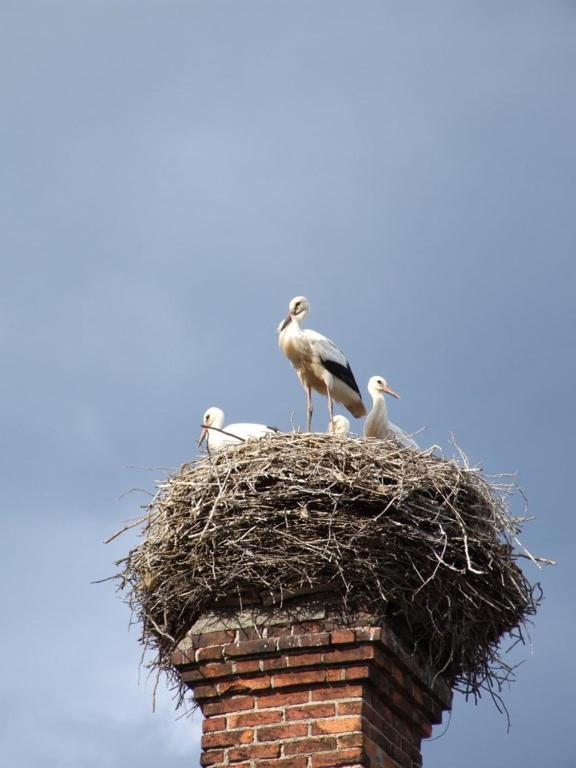 ホテル Parkschloesschen Maasdorf  エクステリア 写真